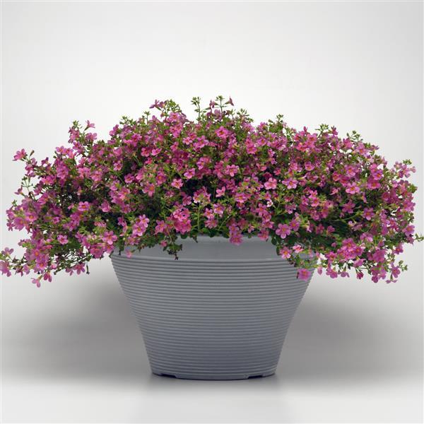 Bacopa Pinktopia Container