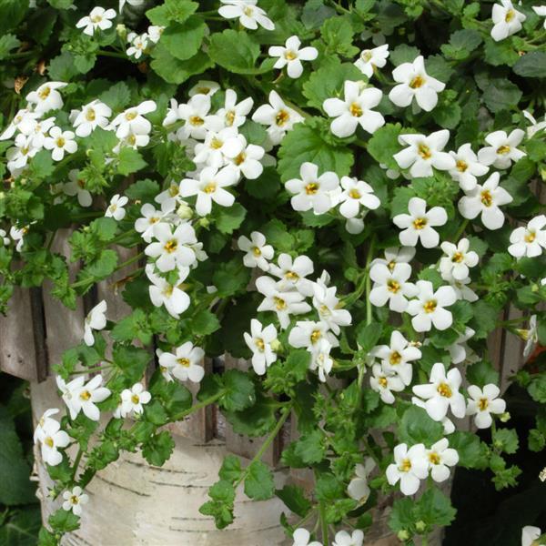 Bacopa Snowtopia<sup>®</sup> Container