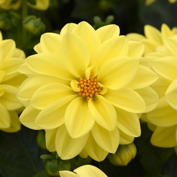 Figaro™ Yellow Shades Bloom