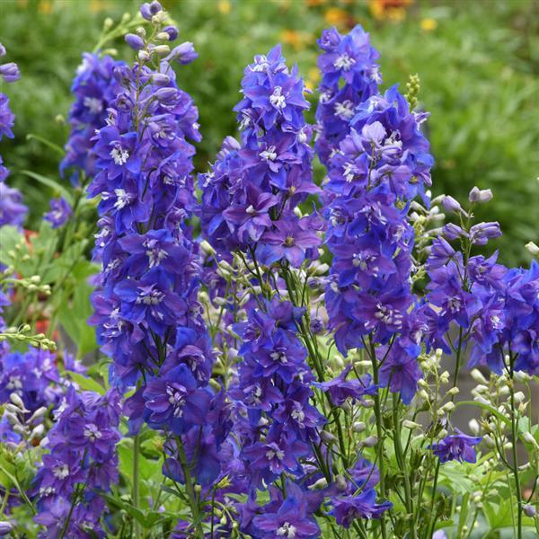 Delphinium Dasante Blue Bloom