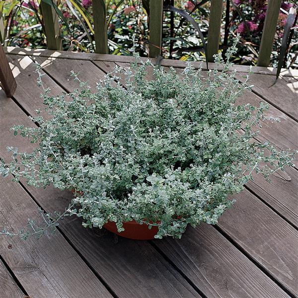 Helichrysum Silver Mist Container