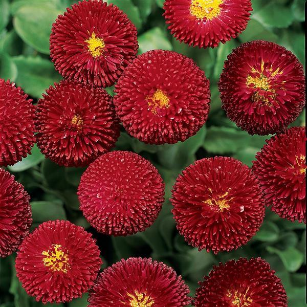 Bellissima™ Red Bloom