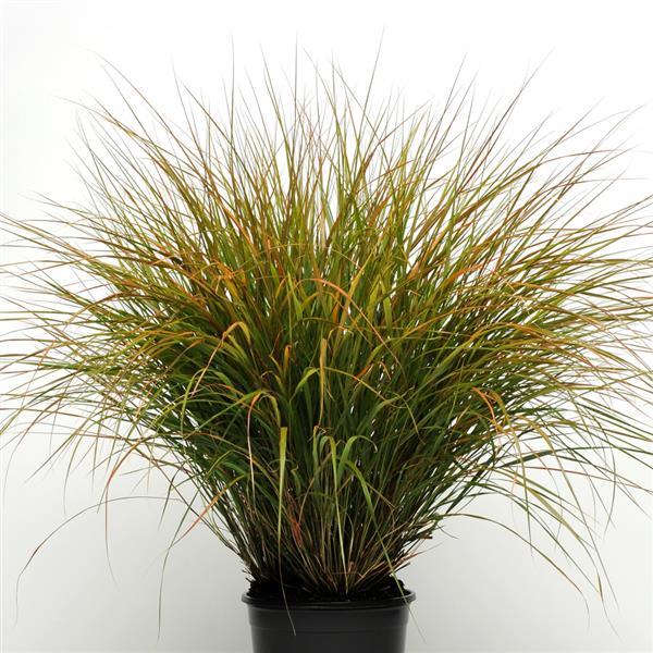 ColorGrass® Anemanthele Sirocco Container