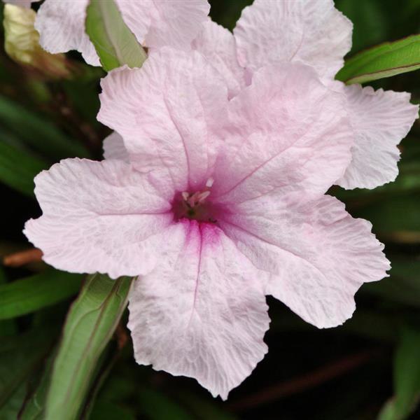 Southern Star Pink Bloom