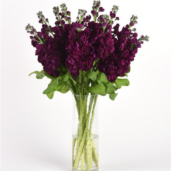 Aida Purple Mono Vase, White Background