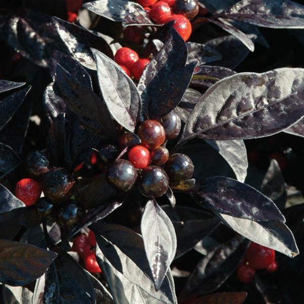 Ornamental Pepper Black Pearl Bloom