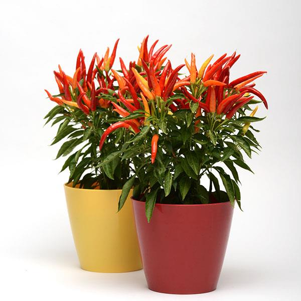 Ornamental Pepper Chilly Chili Container