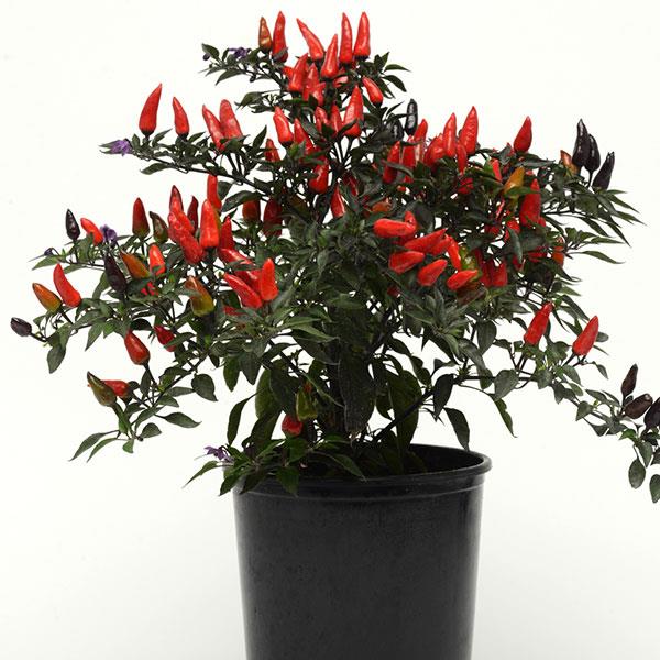 Ornamental Pepper Midnight Fire Container
