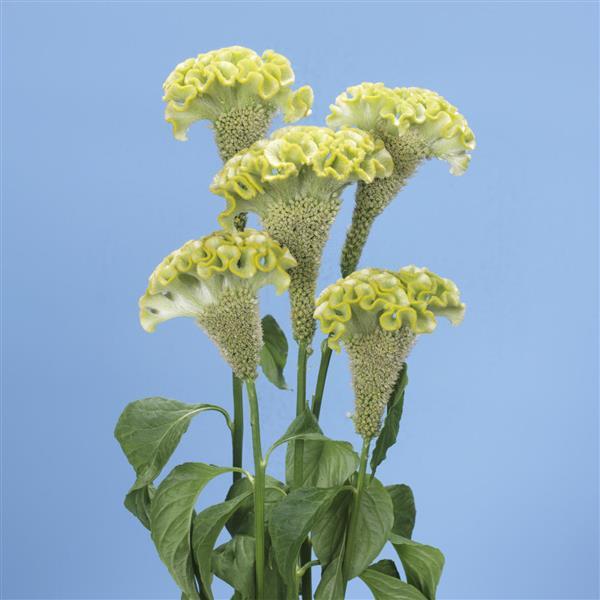 Celosia Spring Green Cutflower