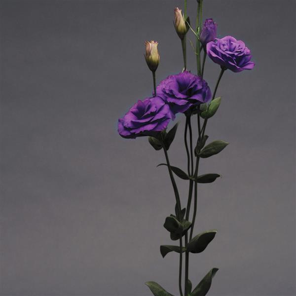 ABC™ 1 Purple Cutflower