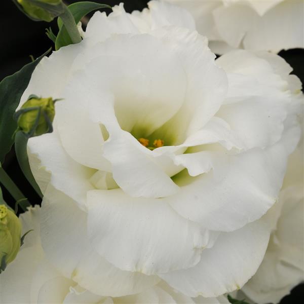 ABC™ 1 White Bloom