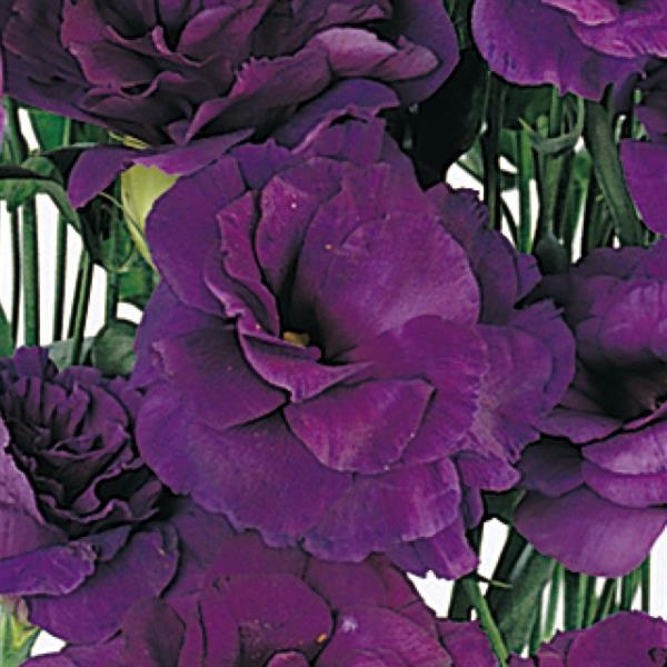ABC™ 2 Purple Bloom
