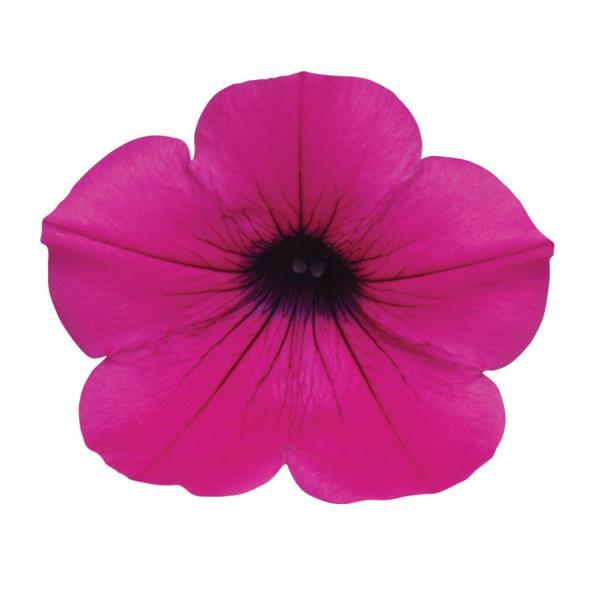 Wave<sup>®</sup> Purple Classic Bloom
