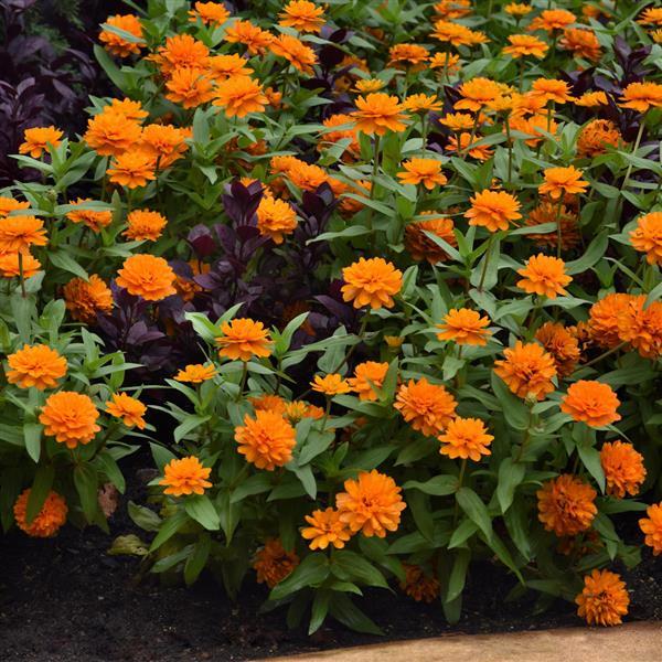 Double Zahara™ Bright Orange Landscape