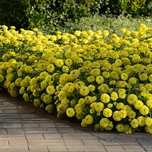 Double Zahara™ Yellow Landscape