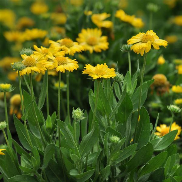 Mesa™ Yellow Garden