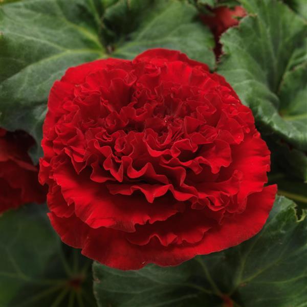 AmeriHybrid<sup>®</sup> Ruffled Red Bloom