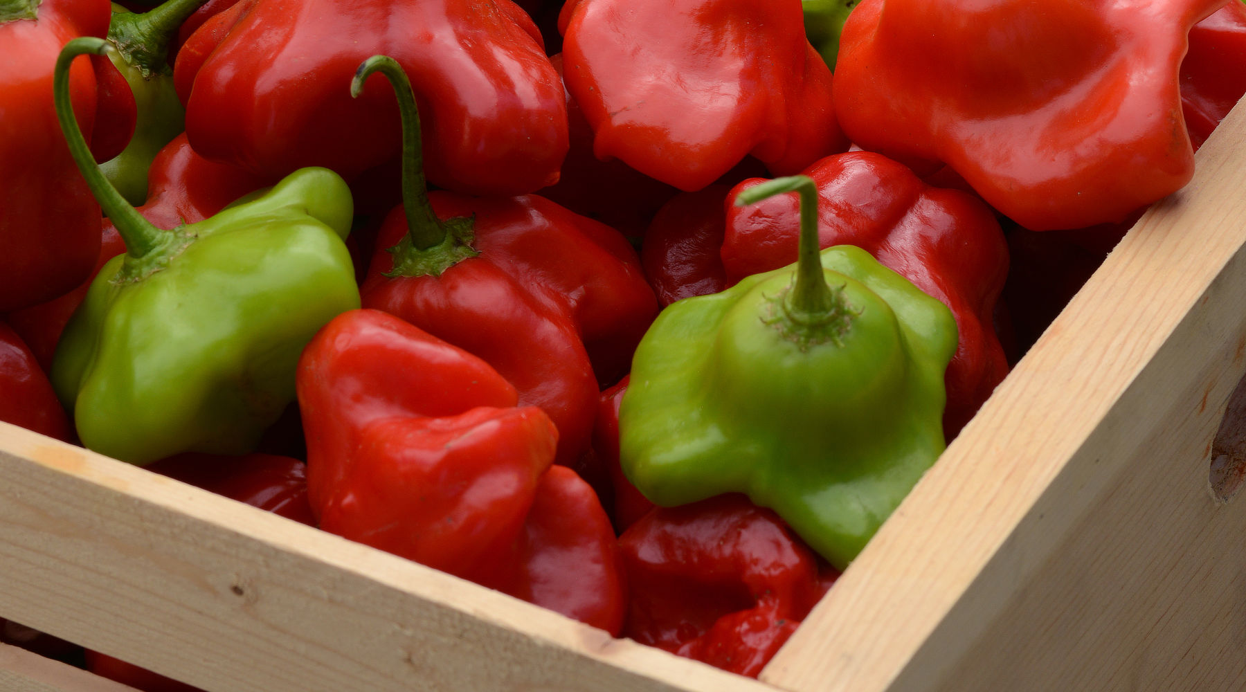 Slide of peppers in crate