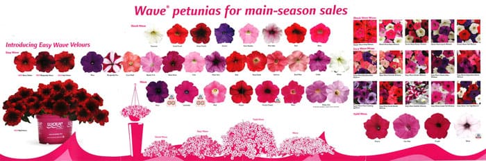 click to browse all the wave petunias