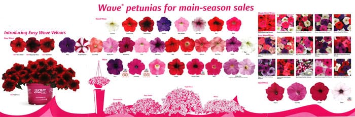 What are wave petunias?