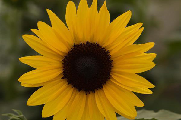 Sunflower Always Sunny Gold