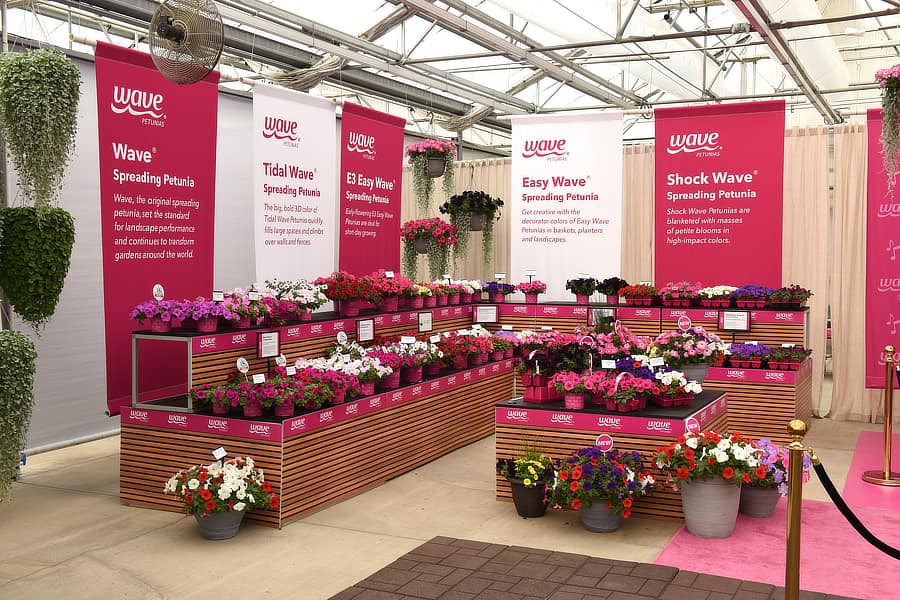 Display of Wave petunias