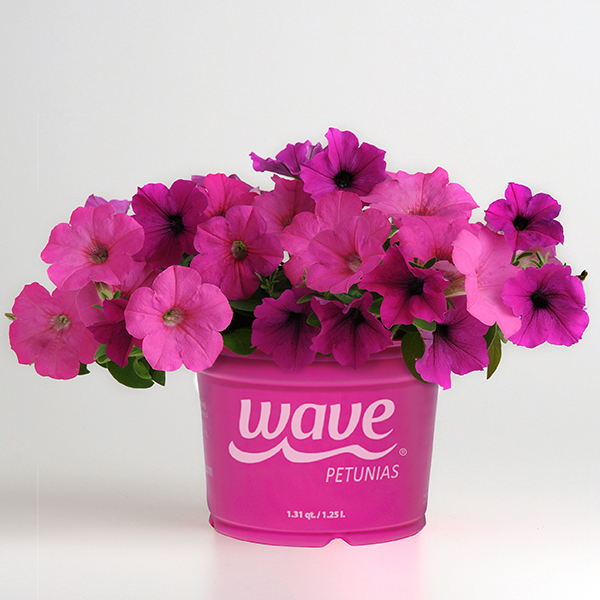 picture of Evening In Rio combo