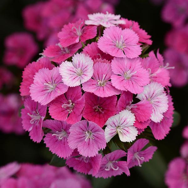 FLOW Enigma 162 ソールガード付き パウダー カービング Interspecific Dianthus Jolt™ Pink Magic
