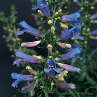 Penstemon Electric Blue Bloom