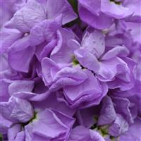 Figaro Lavender Matthiola Bloom