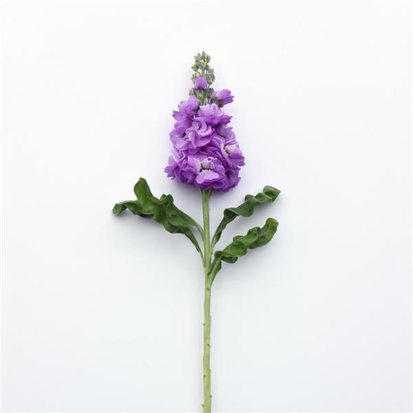 Figaro Lavender Matthiola Single Stem, White Background
