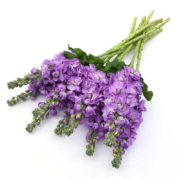 Figaro Lavender Matthiola Grower Bunch