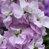 Figaro Light Rose Matthiola Bloom