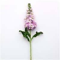 Figaro Light Rose Matthiola Single Stem, White Background