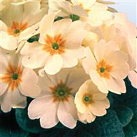 Heritage Crème Primula Bloom