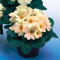 Heritage Crème Primula Container