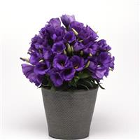 Sapphire Blue Lisianthus Container
