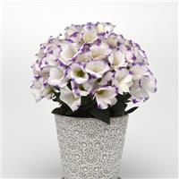 Sapphire Blue Chip Lisianthus Container