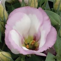 Sapphire Pink Rim Lisianthus Bloom