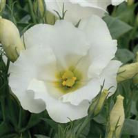 Sapphire White Lisianthus Bloom