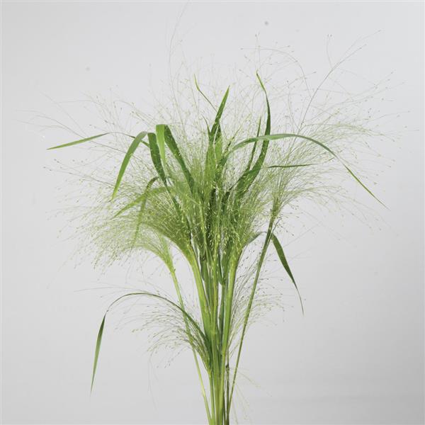 Frosted Explosion Grass Panicum Capillare Bloom