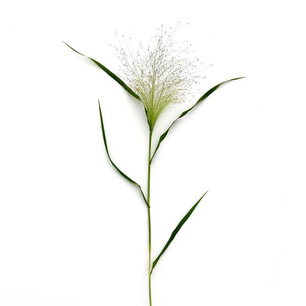 Frosted Explosion Grass Panicum Capillare Single Stem, White Background