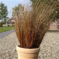 Red Rooster ColorGrass® Carex Container