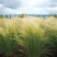 Pony Tails ColorGrass® Stipa Commercial Landscape 1