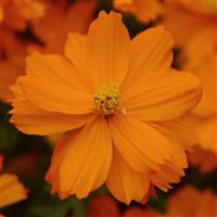 Mandarin Cosmos Bloom