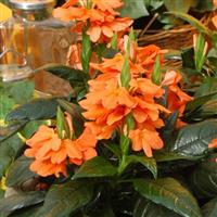 Tropic Flame Crossandra Bloom