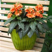 Tropic Flame Crossandra Container