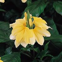 Tropic Yellow Splash Crossandra Bloom