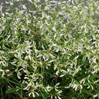 Glitz Euphorbia Bloom