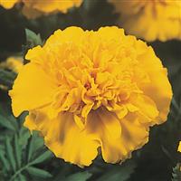 Janie Bright Yellow French Marigold Bloom